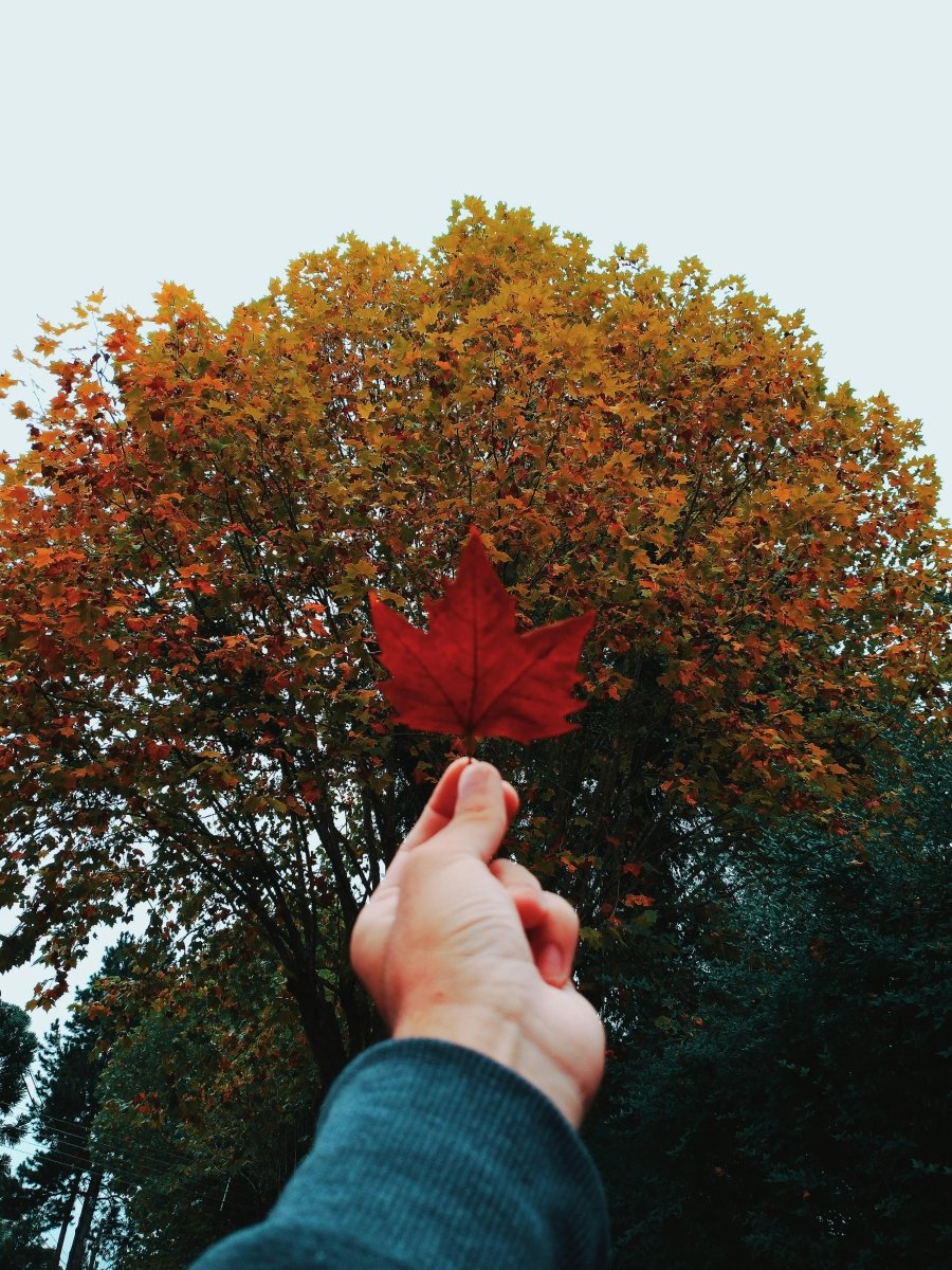 Duurzame Herfst Favorieten voor een Groene Routine - VelveuxNL